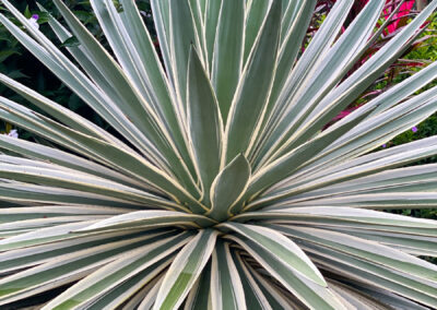 Casa De Luz Garden Plant