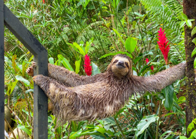 Casa De Luz Wild Sloth